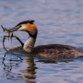 Haubentaucher (Podiceps cristatus)