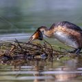 Haubentaucher (Podiceps cristatus)