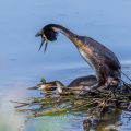 Haubentaucher (Podiceps cristatus)