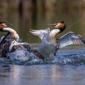Haubentaucher (Podiceps cristatus) streiten sich