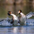 Haubentaucher (Podiceps cristatus) streiten sich