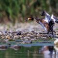 Haubentaucher (Podiceps cristatus) geht über Land