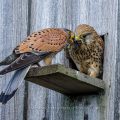 Turmfalken (Falco tinnunculus) Beuteübergabe