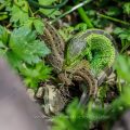 Zauneidechse (Lacerta agilis) Paarung