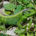 Zauneidechse (Lacerta agilis) Männchen