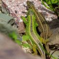 Zauneidechse (Lacerta agilis) Männchen und Weibchen