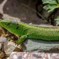 Zauneidechse (Lacerta agilis) Männchen