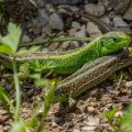 Zauneidechse (Lacerta agilis) Männchen