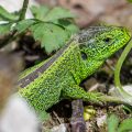 Zauneidechse (Lacerta agilis) Männchen