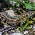 Zauneidechse (Lacerta agilis) Weibchen