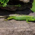 Zauneidechse (Lacerta agilis) Männchen