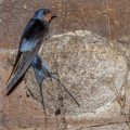 Rauchschwalbe (Hirundo rustica)