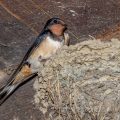 Rauchschwalbe (Hirundo rustica)