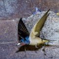 Rauchschwalbe (Hirundo rustica)