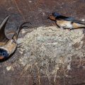 Rauchschwalbe (Hirundo rustica)