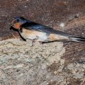Rauchschwalbe (Hirundo rustica)
