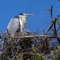 Graureiher (Ardea cinerea)