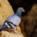 Felsentaube (Columba livia)