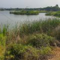 Sao Lourenco Bird Hide bei Quinta do Lago