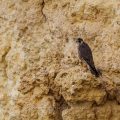 Wanderfalke (Falco peregrinus) an der Steiküste, Algarve
