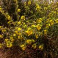 Spanische Golddistel (Scolymus hispanicu