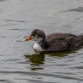 Bläßhuhn (Fulica atra) Jungvogel