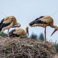 Weißstörche (Ciconia ciconia), Silves, Algarve