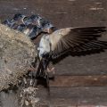 Rauchschwalbe (Hirundo rustica)