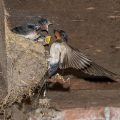 Rauchschwalbe (Hirundo rustica)
