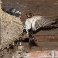 Rauchschwalbe (Hirundo rustica)