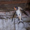 Rauchschwalbe (Hirundo rustica)