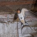 Rauchschwalbe (Hirundo rustica)