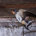 Rauchschwalbe (Hirundo rustica)