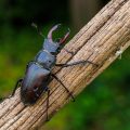 Hirschkäfer (Lucanus cervus) Männchen