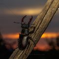 Hirschkäfer (Lucanus cervus) Männchen