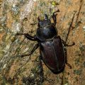 Hirschkäfer (Lucanus cervus) Weibchen
