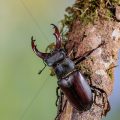 Hirschkäfer (Lucanus cervus) Männchen