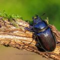 Hirschkäfer (Lucanus cervus) Weibchen