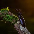 Hirschkäfer (Lucanus cervus) Männchen