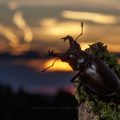 Hirschkäfer (Lucanus cervus) Männchen