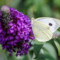Großer Kohlweißling (Pieris brassicae)