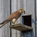 Turmfalke (Falco tinnunculus) Weibchen