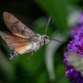 Taubenschwänzchen (Macroglossum stellatarum)