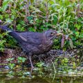 Amsel (Turdus merula) Weibchen