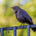 Amsel (Turdus merula) Weibchen