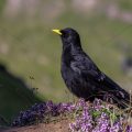 Alpendohle (Pyrrhocorax graculus)