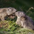 Alpenmurmeltiere (Marmota marmota)