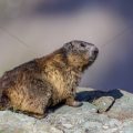 Alpenmurmeltier (Marmota marmota)