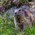 Alpenmurmeltier (Marmota marmota)
