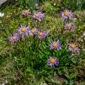 Alpen-Aster (Aster alpinus)